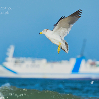 sky blueⅡ