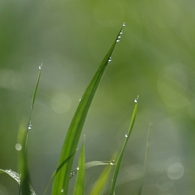 朝露