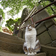 寺猫4