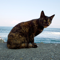 通りすがり猫5