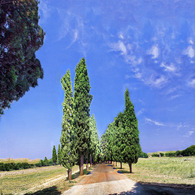 ローマのアッピア街道沿いの木々