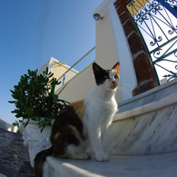 エーゲ海猫4