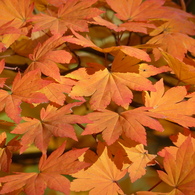 秋の里山で7(紅葉2)
