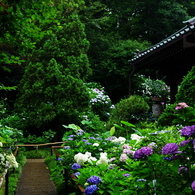 雨に色濃く