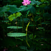 明鏡止水