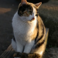 通りすがり猫7
