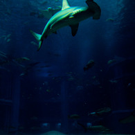 Hammerhead shark