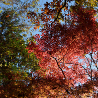秋の成田山公園