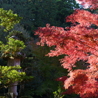 秋の成田山公園
