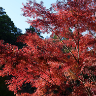 秋の成田山公園