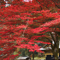 紅い妙義神社