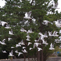 飛翔　IMGP0031