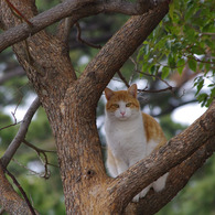 on the tree IMGP0051