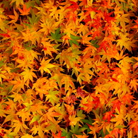 織錦・遅れてきた秋