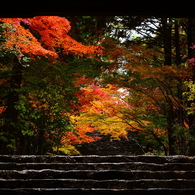 やっと出会えた秋。
