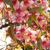いまさく桜