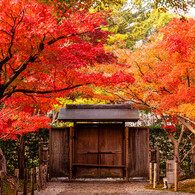 葵松庵城南亭の紅葉
