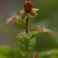 梅雨の草花は美しい　②