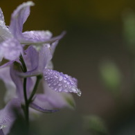 梅雨の草花は美しい　③