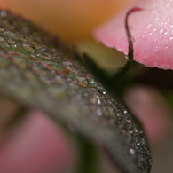 梅雨の草花は美しい　④