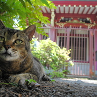 猫と神社２
