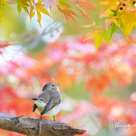 素敵な1年になりますように.+*:ﾟ+｡.☆