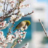 どこ吹く寒風