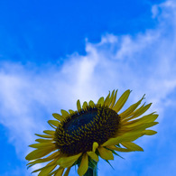 夏　本番