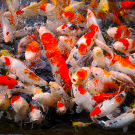 Rush Hour