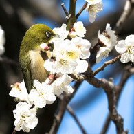春の接吻