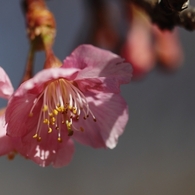 河津桜　２