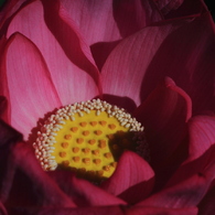 Lotus04