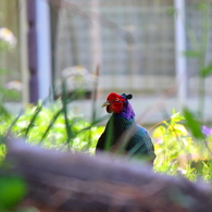 国鳥、草かき分けて