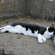 木ノ枝ヲ枕ニスル夏バテ気味ノ猫さん