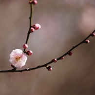 梅　８