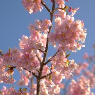 河津桜