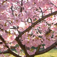 河津桜