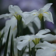 花菖蒲　（６）