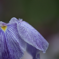 花菖蒲　（７）