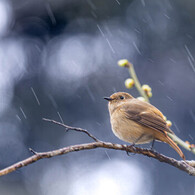 最後の雨