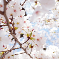 上野恩寵公園・桜2