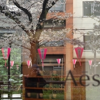 spring for tokyoites 2025