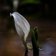 水芭蕉
