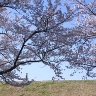 土手往く人々 #05 /今年の桜