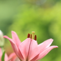 百合　（１１）