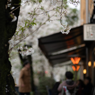 spring for tokyoites 2025