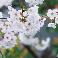 汐入染井吉野