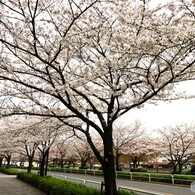 汐入染井吉野