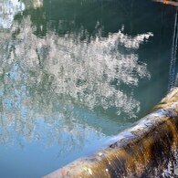 分水筒のさくら