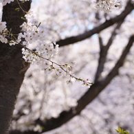 葛西臨海公園の桜